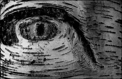 Tree Eye